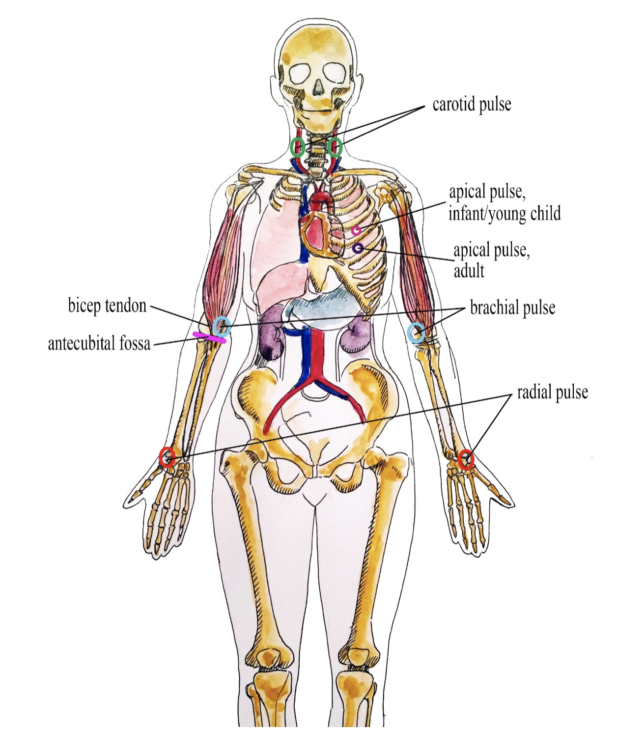 9 7 Pulse Personal Care Skills For Health Care Assistants